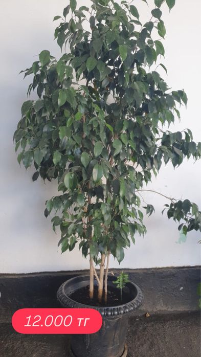 Продам домашние фикусы