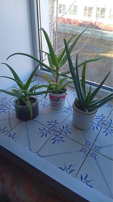 Продам цветы алоэ