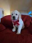 De vanzare pui Golden Retriever