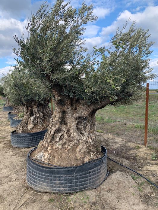 Maslini seculari si centenari de diferite marimi si forme