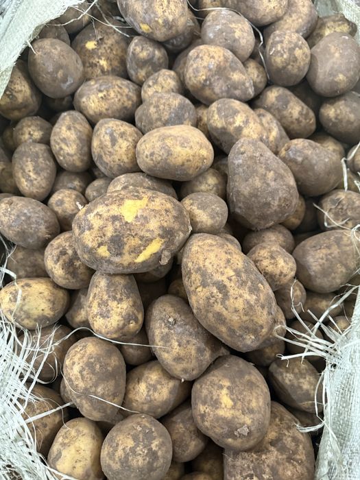 Картофель Сорт Гала Вега