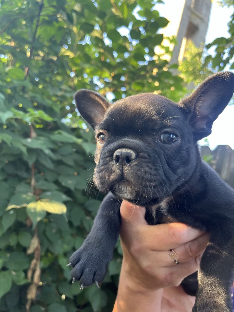 Bulldog francez