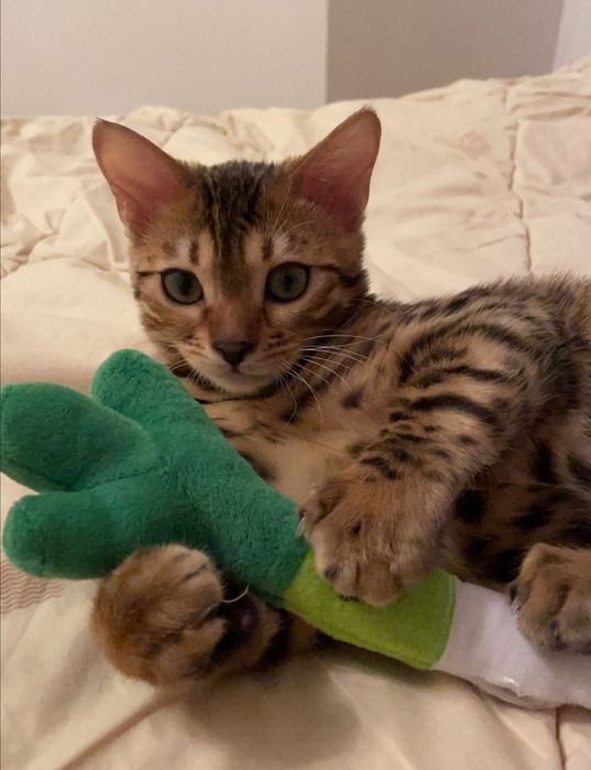 Девочка чистокровная бенгал