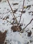 Саженцы греческий орех