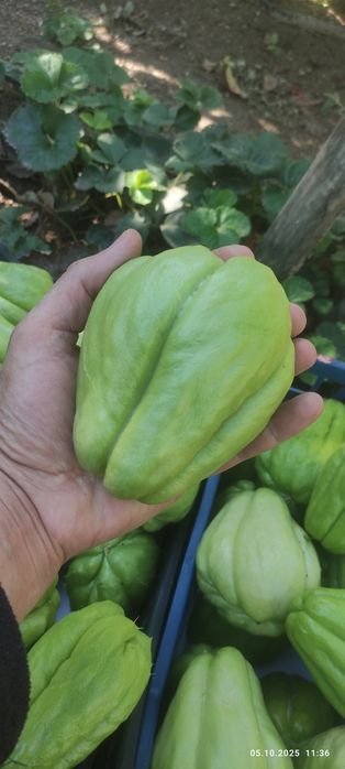 Мексиканска краставица-Чайот без бодли,гладка-5лв./кг.;2,56€/кг.