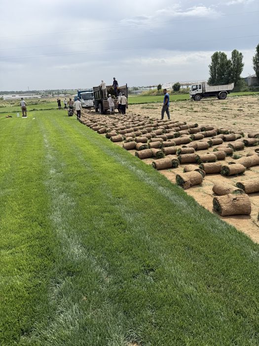 Газон установка хизмати полив установка