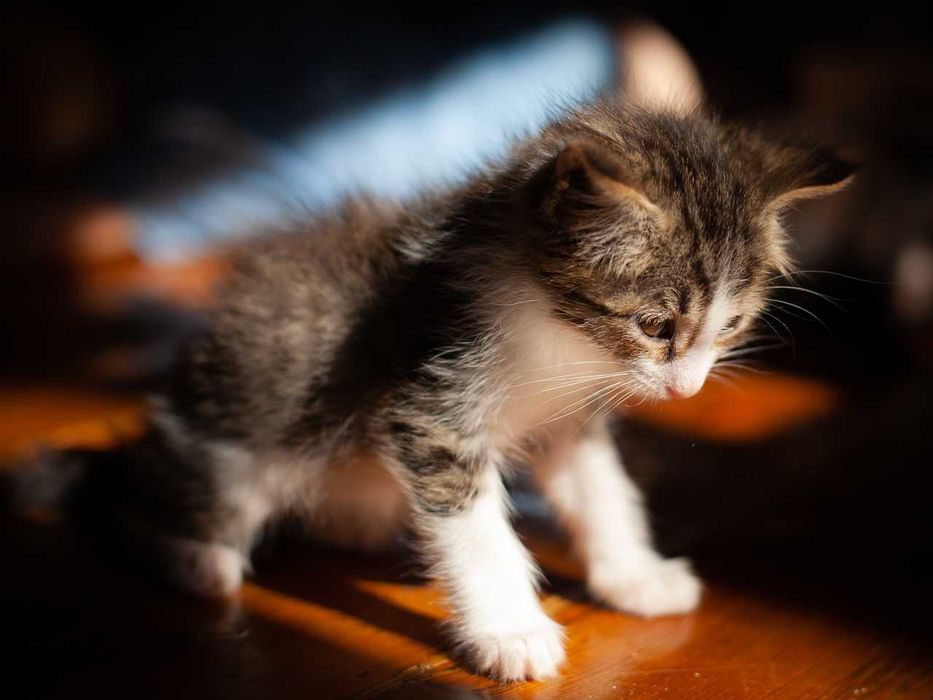 Бесплатно котенок (мальчик, серо-белый)