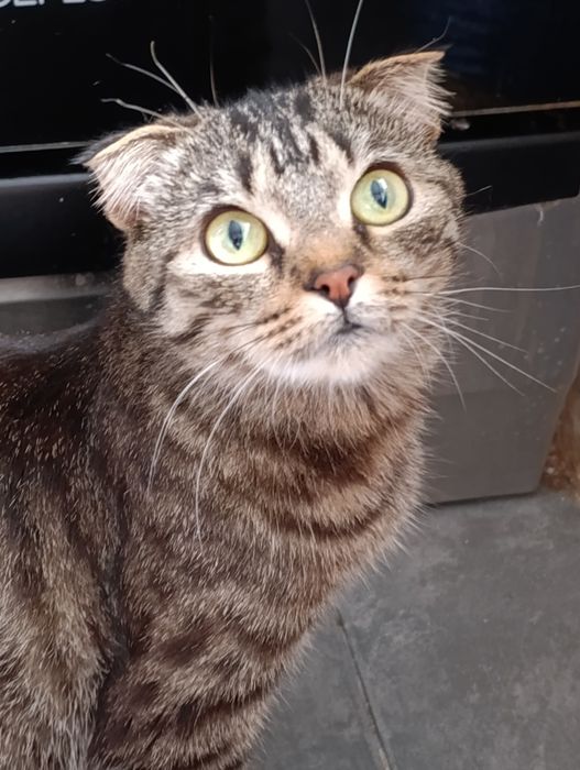 Кисуням нужен дом.