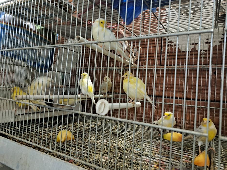 продавам канари,папагали -корела,киги рики  ,вълнасти,голям Александър