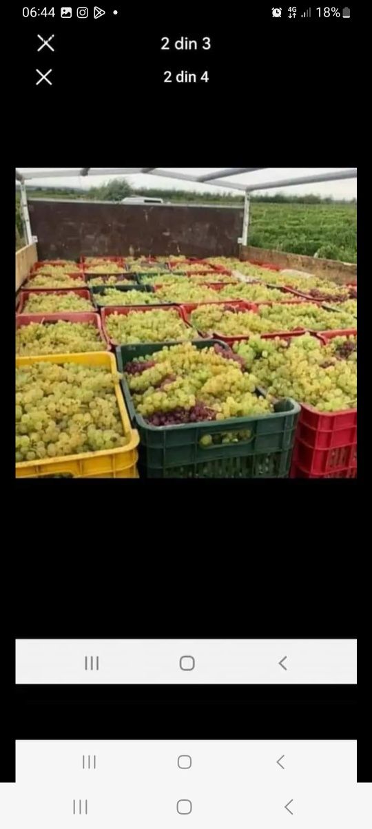 Vând struguri de vin diferite soiuri se transportă în toată țara