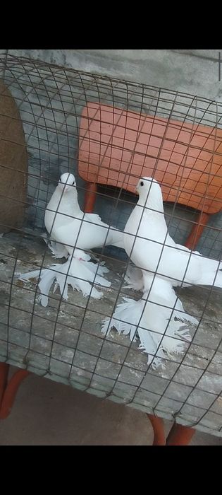 Голуби на гребле
