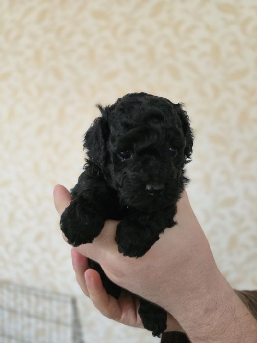 Poodle Miniature