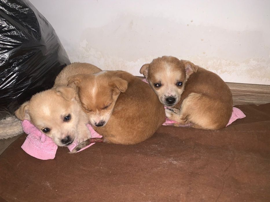 Cățeluși spre adoptie