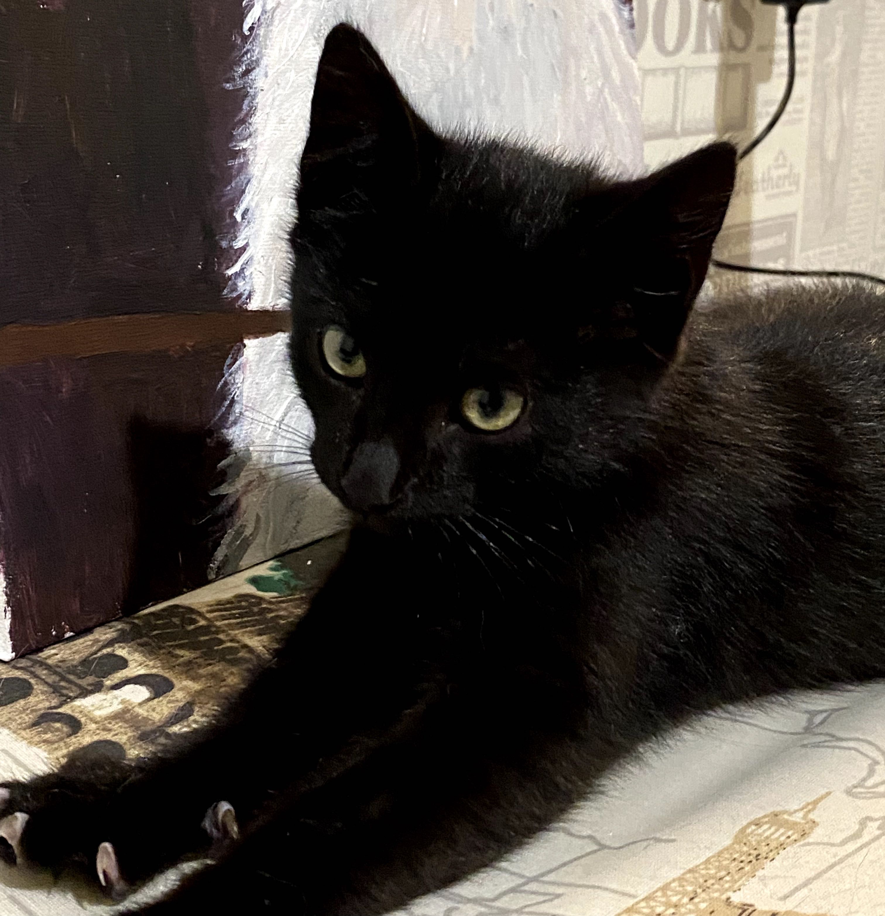 Котёнок девочка :)