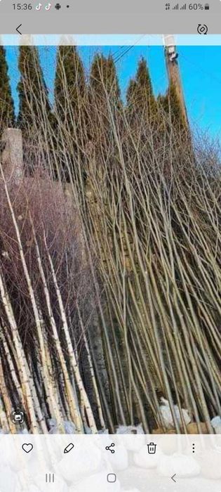 Mesteacăn Betula cu Trunchi Alb | Plantare + Transport Inclus