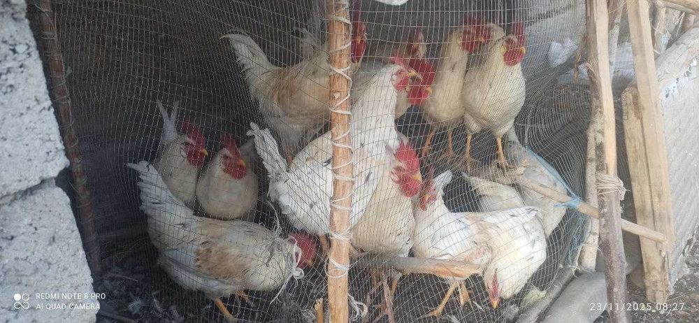 xoroz sotiladi toza yosh xorozlar