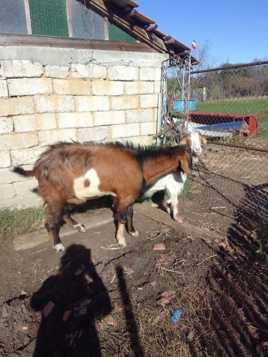 Vând țap anglo nubian