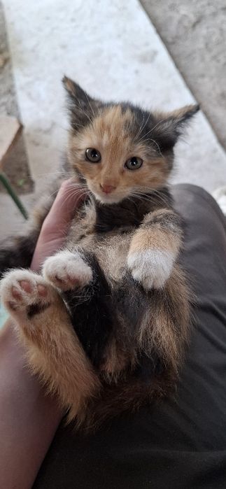 Отдам даром котят