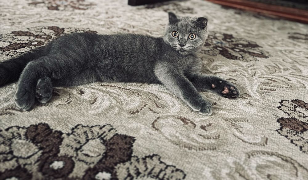 Кошка скотиш сотилади