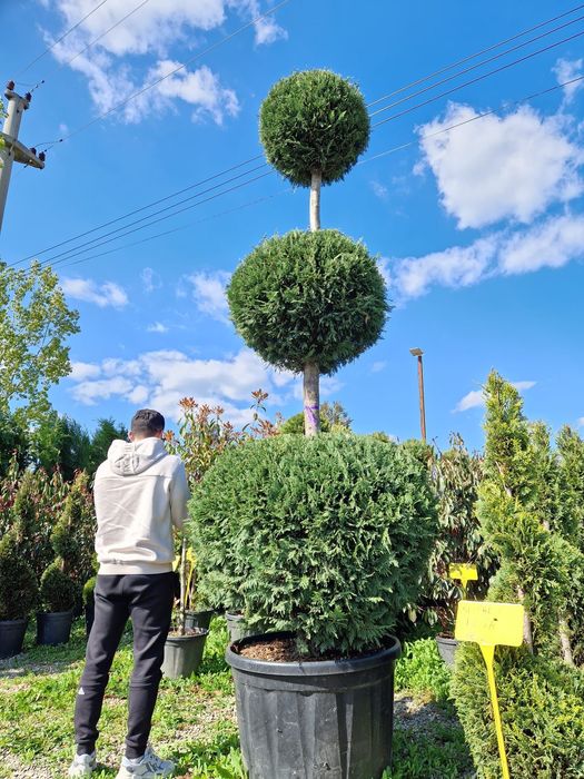 Plante ornamentale,  exotice, gazon rulou, sisteme de irigatie, etc