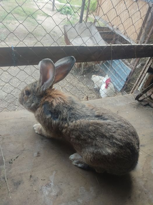 Продам крола Фландр