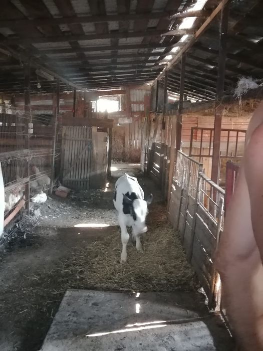 Vând viței mici si mari