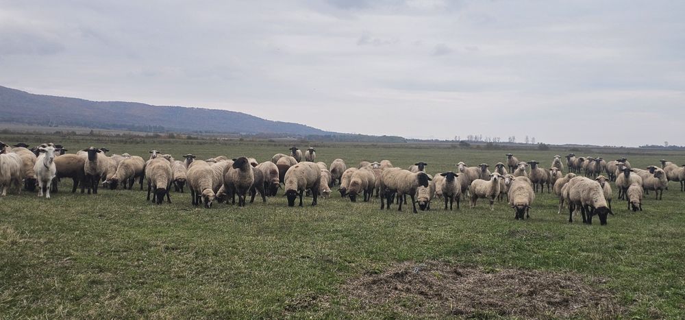 De vanzare oii Suffolk