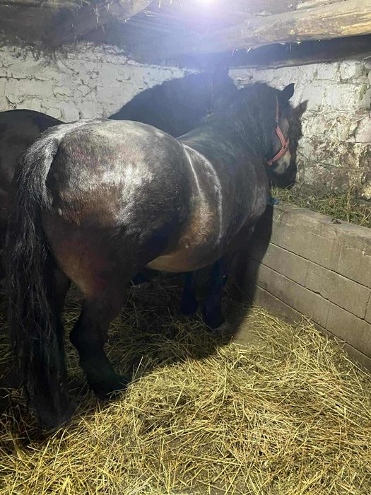 Vând 2 iepe gestante