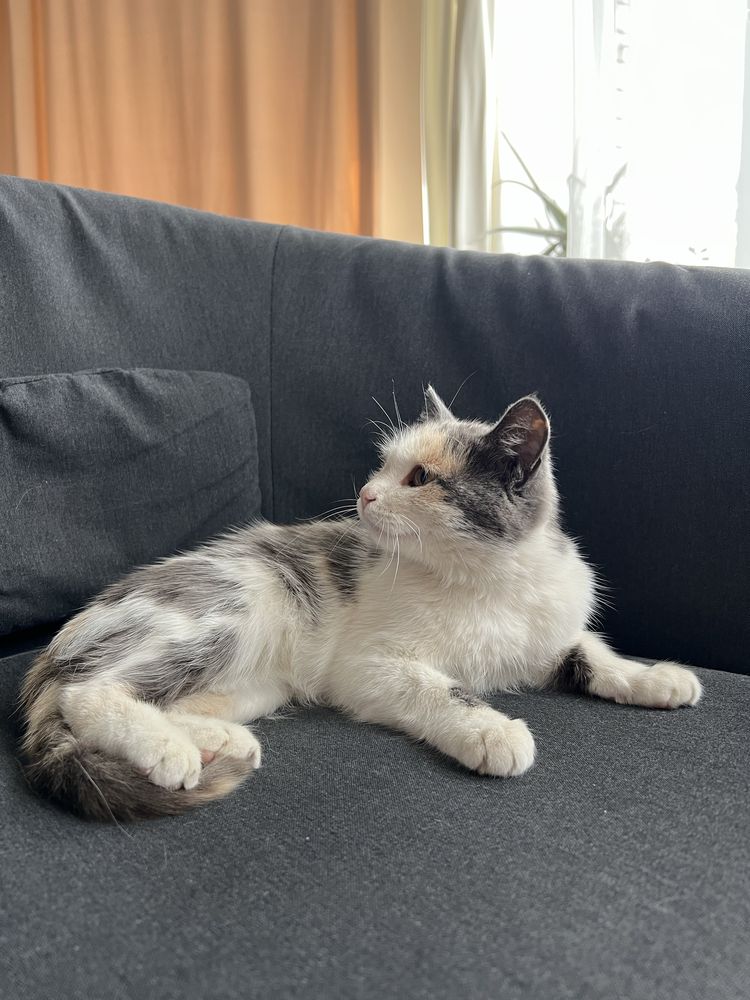 Кошечка 3 месяца