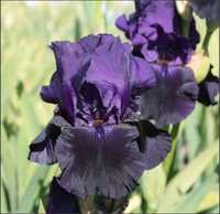 Iris germanica Black Taffeta - oferta 3 plante