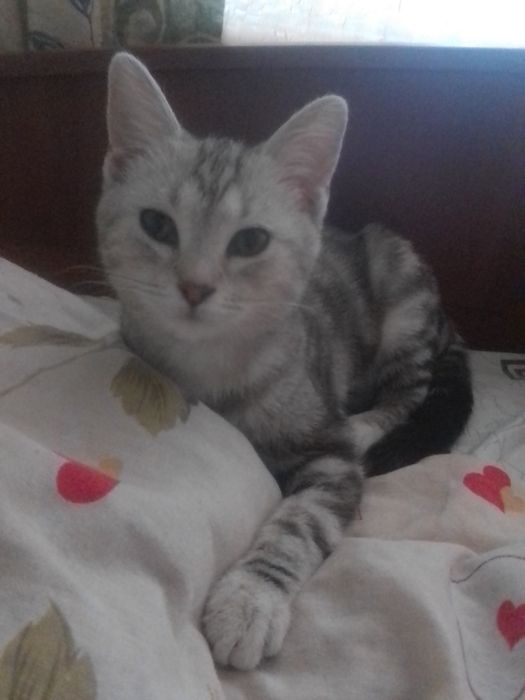 Пропала кошка срочно !!