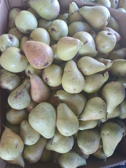 Pere cure de vânzare obținute biologic