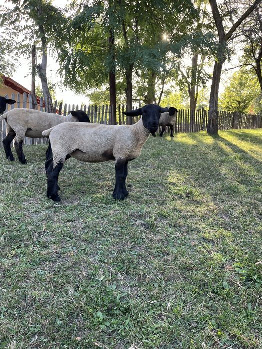 Miei si oi suffolk de vanzare