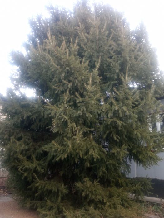 Ёлка живая 3.5 метра