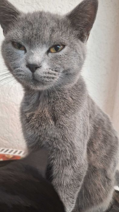 Британско таби търси своя дом