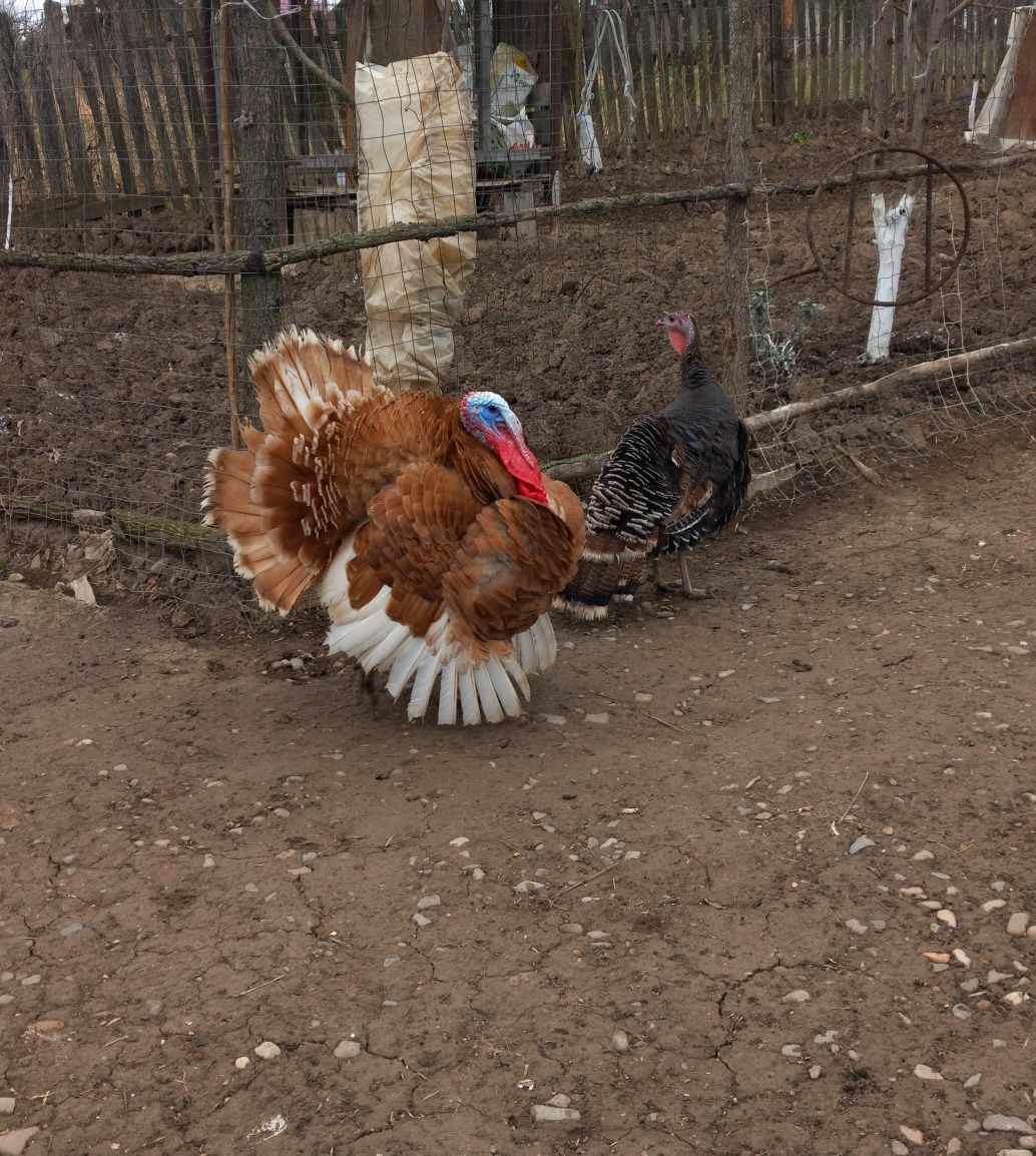 Vând curcan și curca crescute la țară.