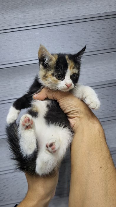 Xadyaga yaxshi qaraydigan qullarga beriladi.