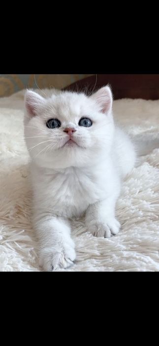 Британская Серебряная Коби   шиншила   мальчик