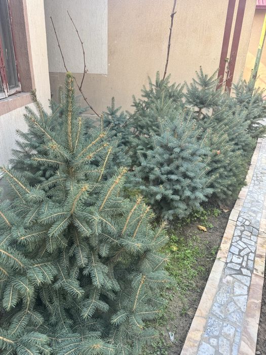 Продаются голубые ели