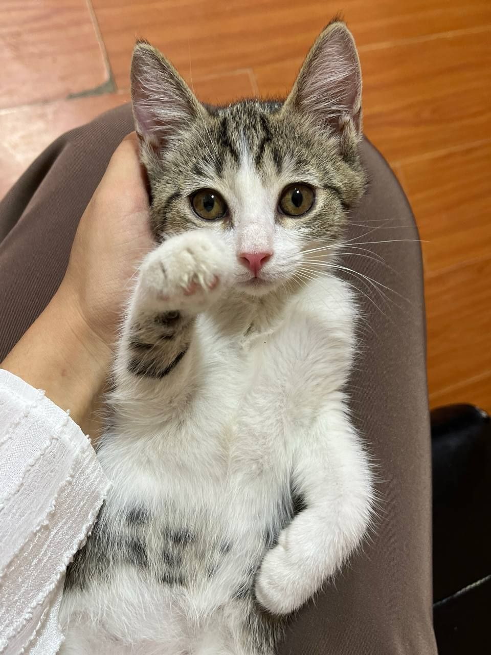 Пристраиваются котята.
