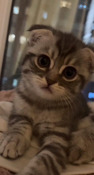 продам котят. 2 месяцев ,обучены к лотку, шотландские