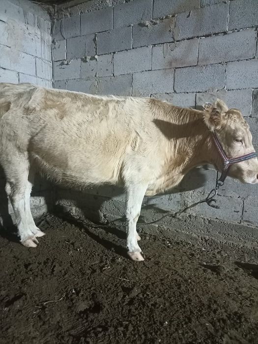 Карова продам с остемир