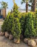 Plante ornamentale de diferite varietății