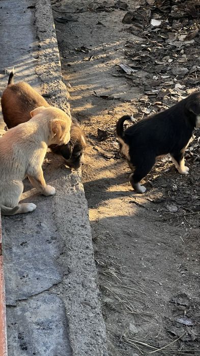 Отдам бесплатно щенят