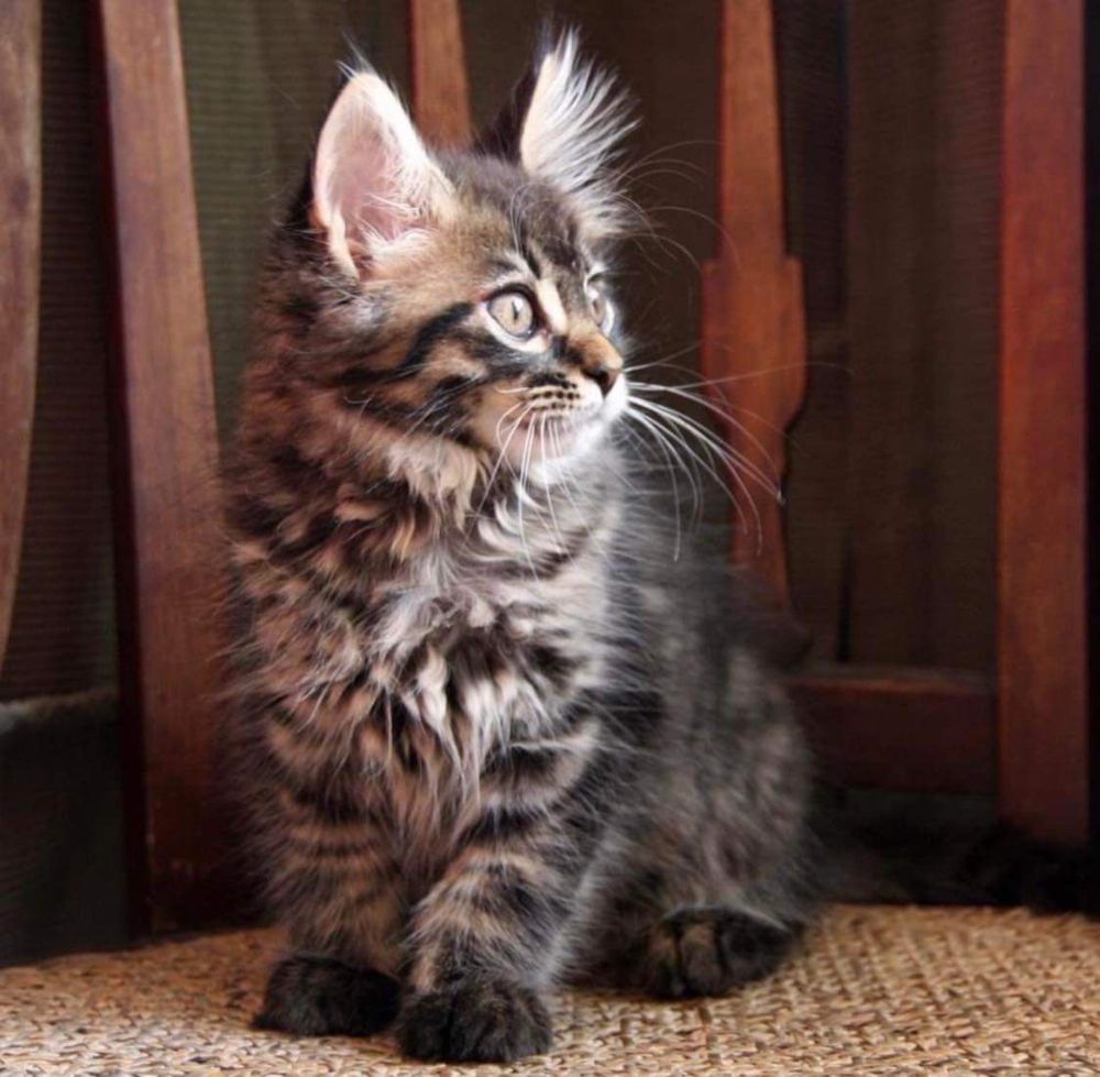 Maine coon superbi