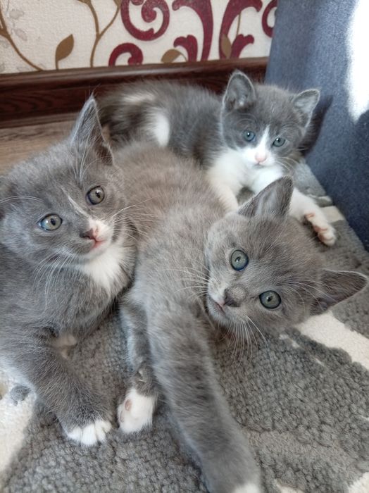 Продаются котята