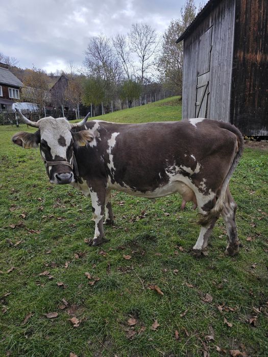 Vând vacă cu vițică de 2 luni