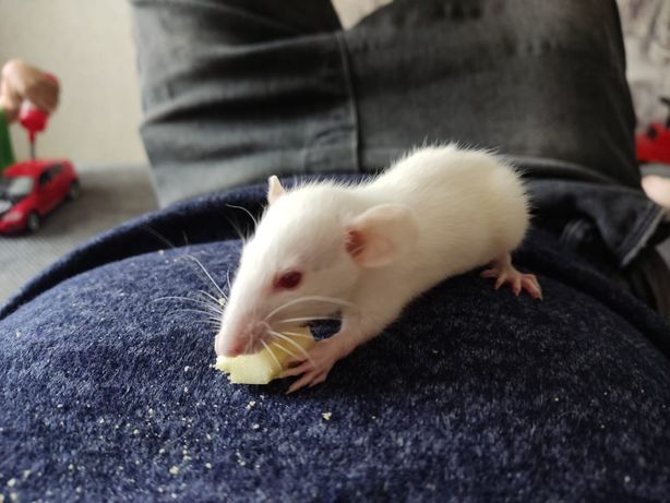 Продам Крысенка альбиноса