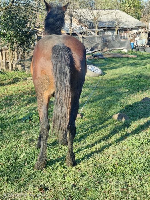 Mânz (castrat) 1an jumate