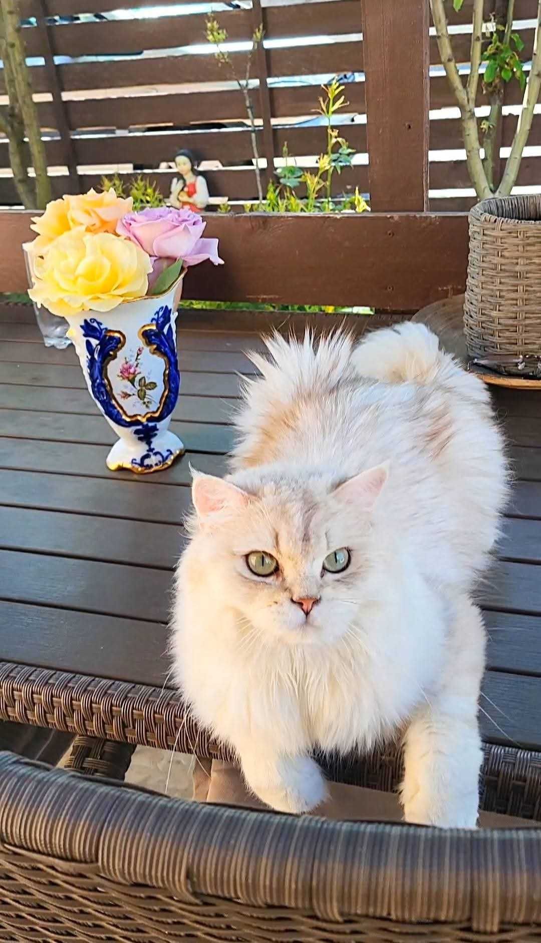 British longhair poze reale